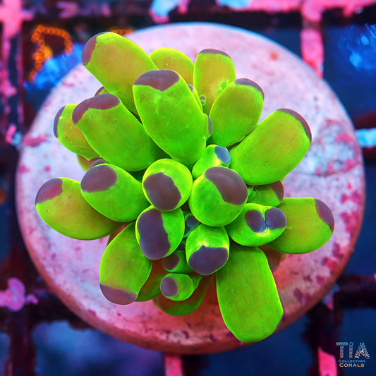 NEON Frogspawn *NEW RELEASE*