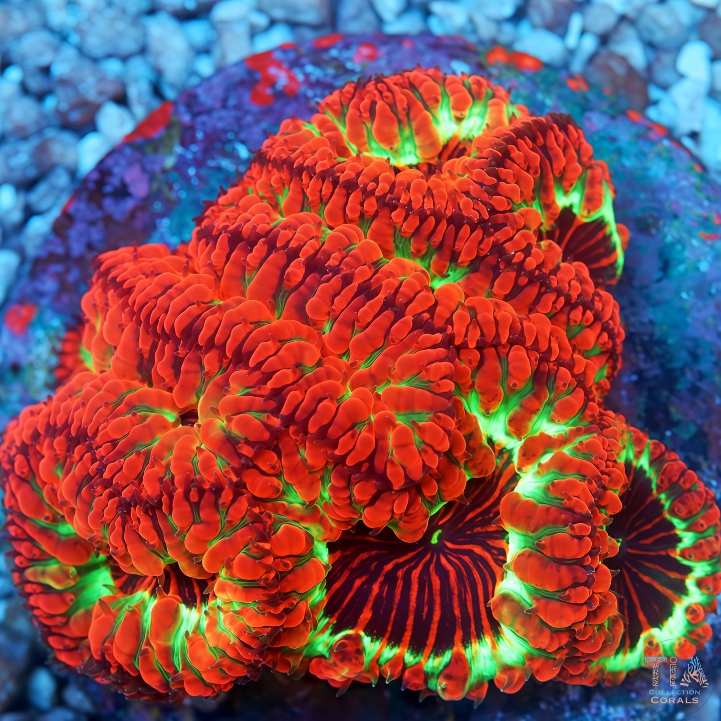 HOT****Dragon Heart Blasto Colony