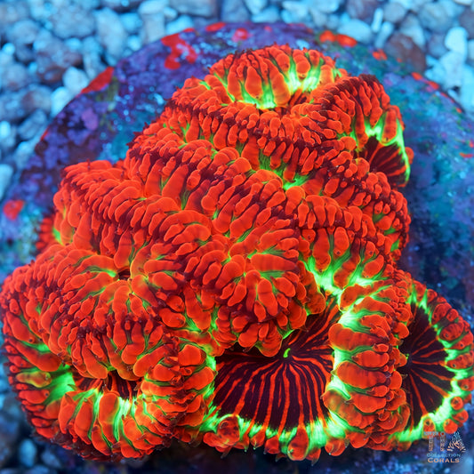 HOT****Dragon Heart Blasto Colony