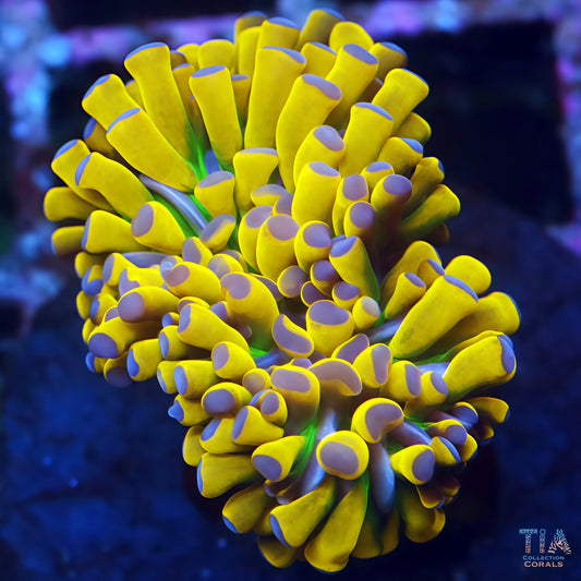 Insane Indo Banana Torch