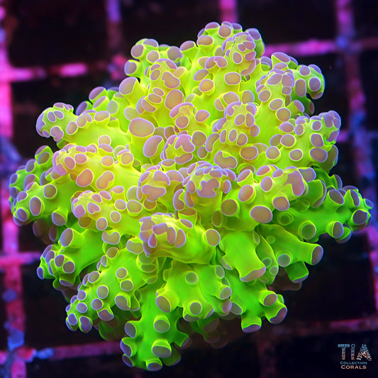 Malaysian Neon  Frogspawn RARE