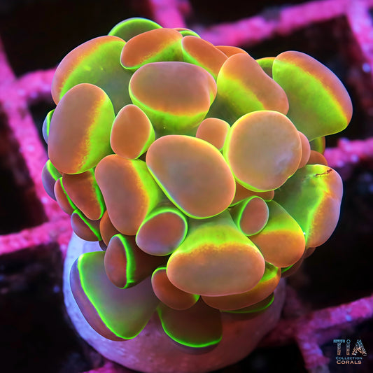 Hologram Hammer Grade Ultra