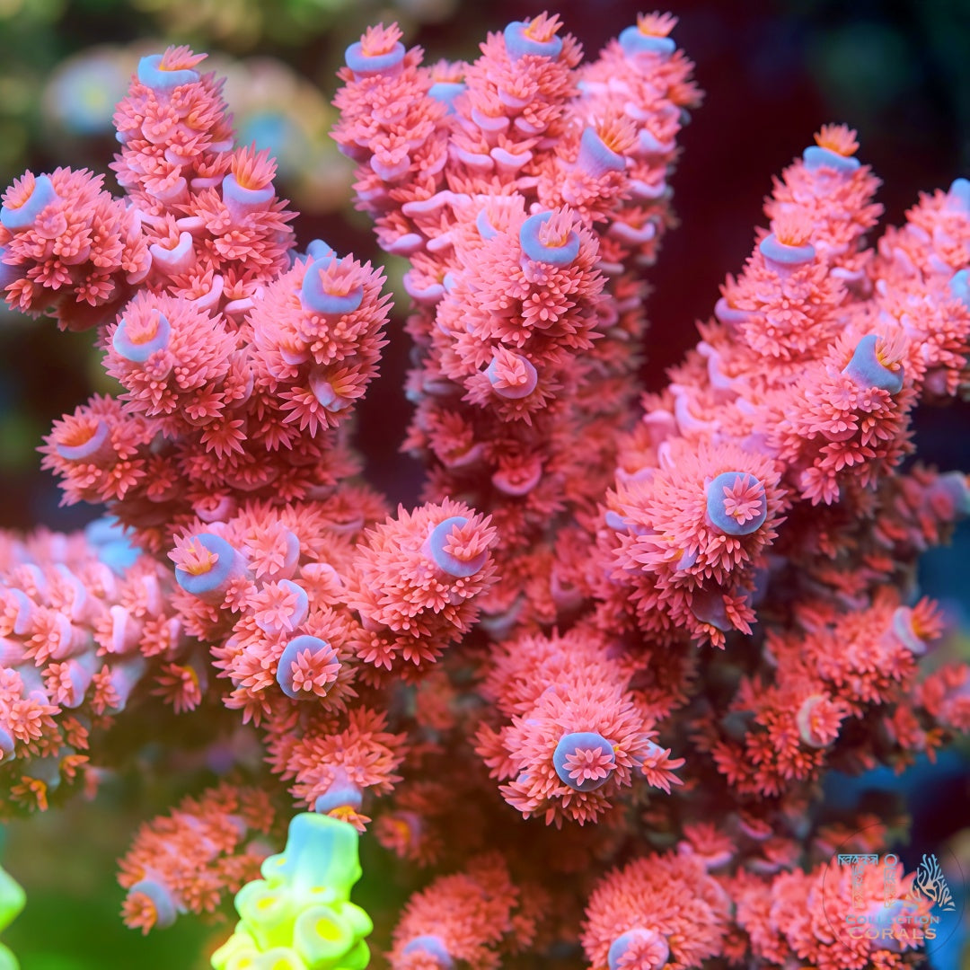 出售鹿角珊瑚– 优质SPS 珊瑚碎片和珊瑚群– TIA Corals