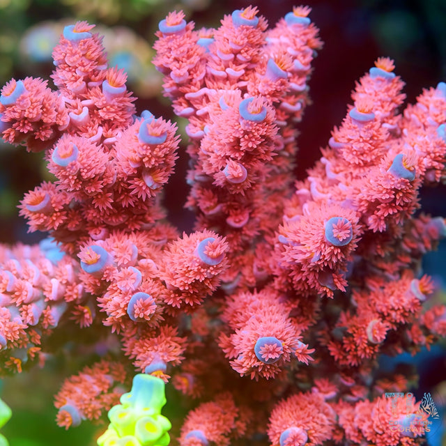 TIA Rose Mallow Acropora colony