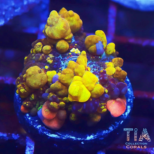 TIA Radiation Bounce Mushroom