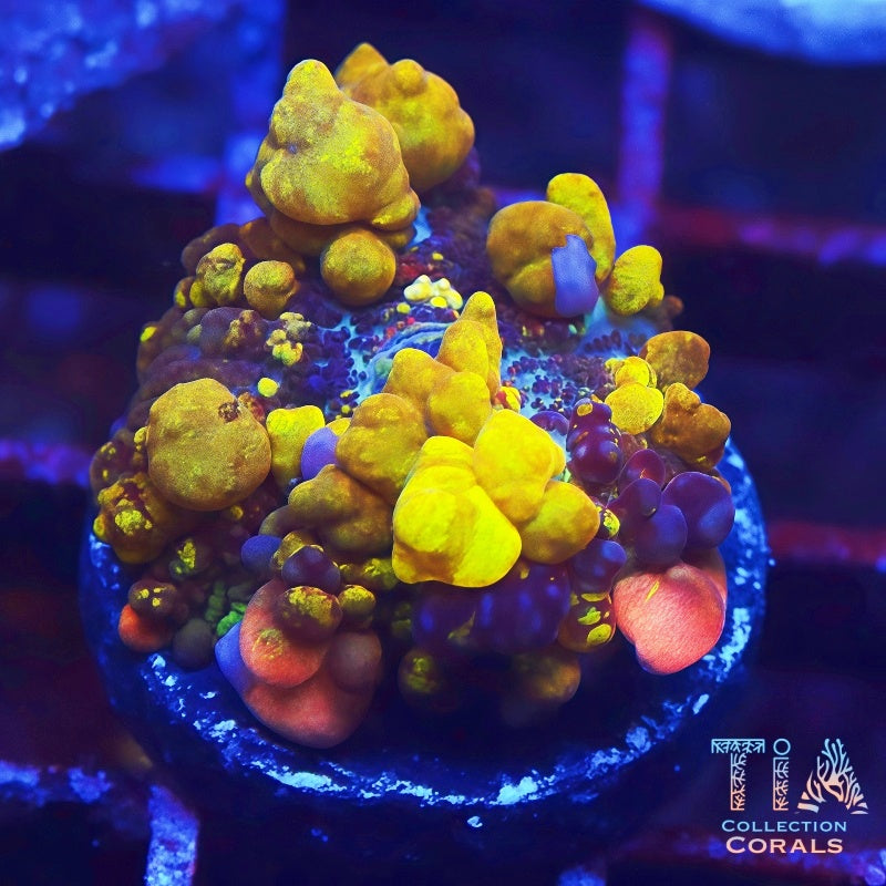 TIA Radiation Bounce Mushroom