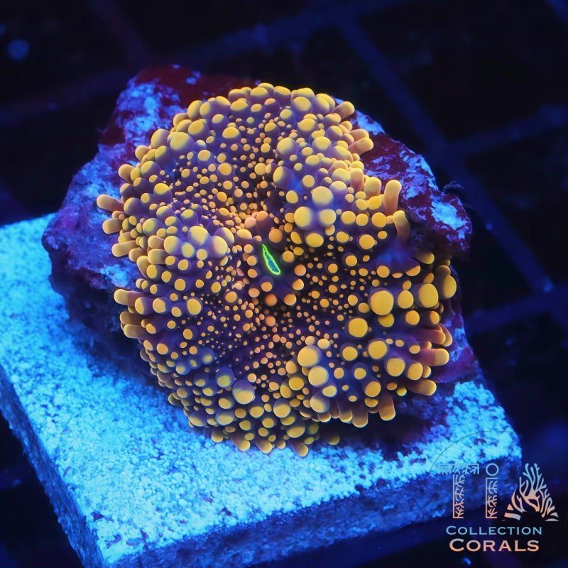 Dough Girl Bounce Mushroom - Live Softies Coral for Sale | TIA Coral