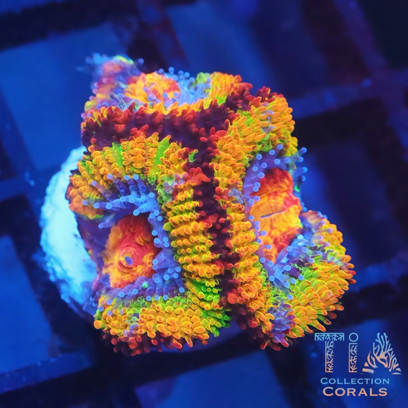 TIA Jolly Ranger Rainbow Acan - Live LPS Coral for Sale | TIA Coral