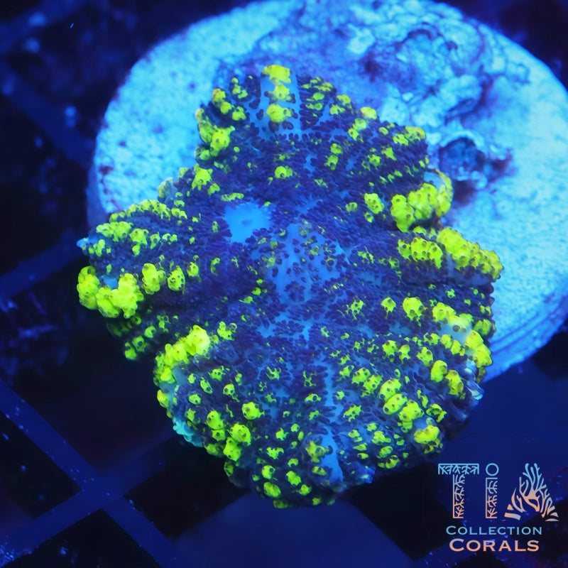 TIA Radioactive Bounce Mushroom - Live Softies Coral for Sale | TIA Coral