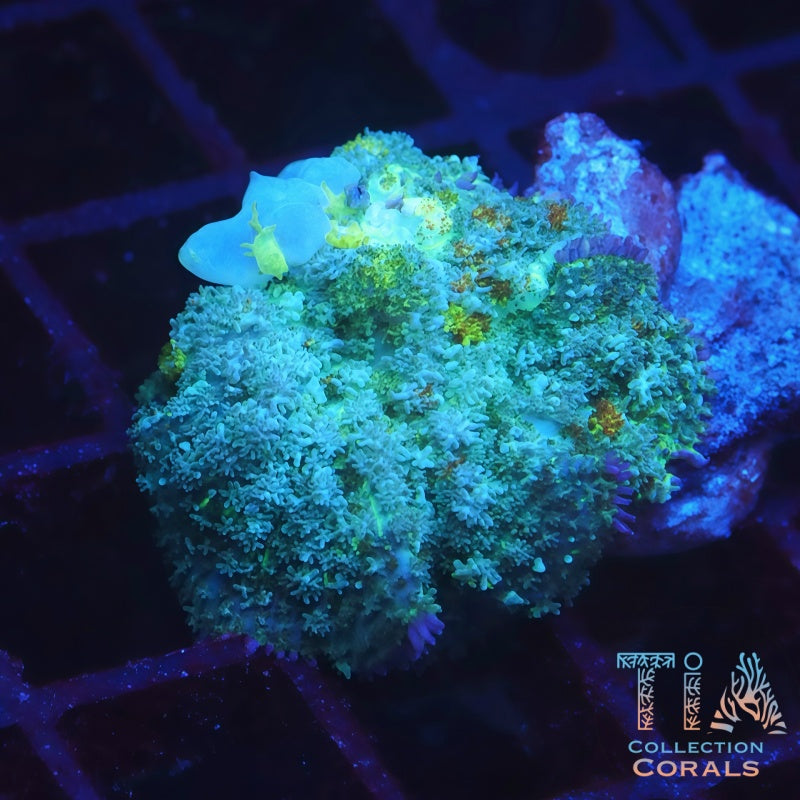 TIA Blue Ball Bounce Mushroom - Live Softies Coral for Sale | TIA Coral