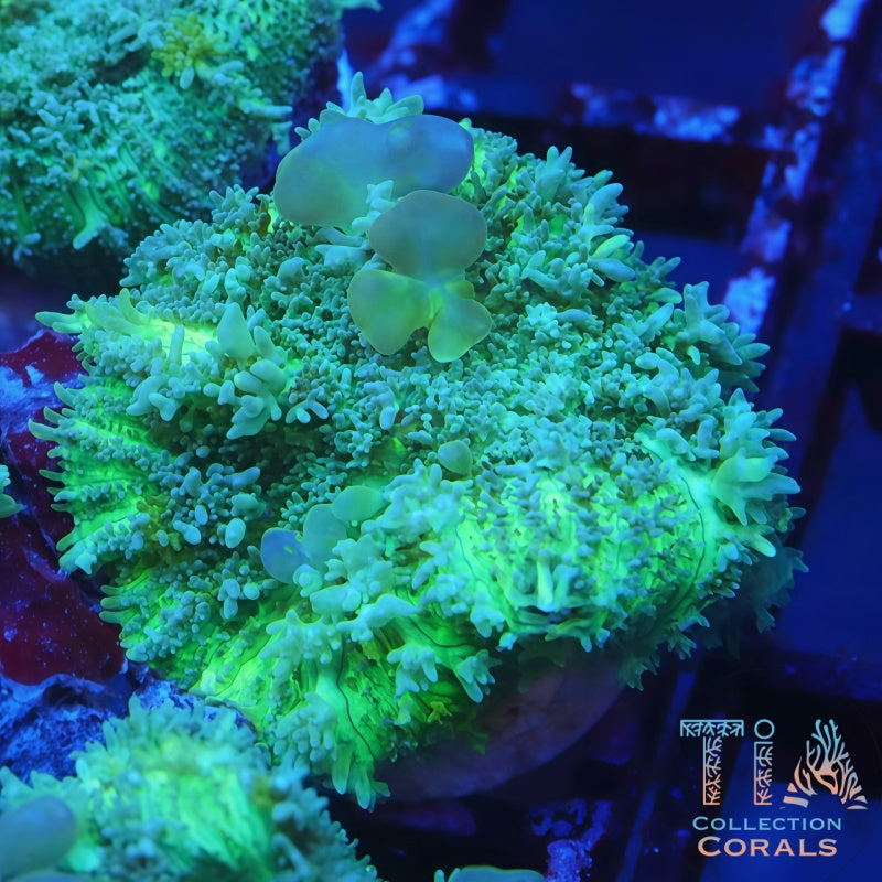 TIA Winter Melon Bounce - Live Softies Coral for Sale | TIA Coral