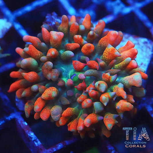 TIA Candy Puff St. Thomas Mushroom