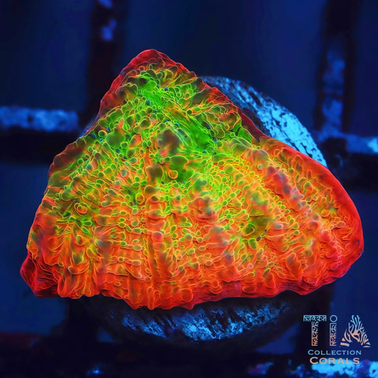 TSA Sunburst Chalice