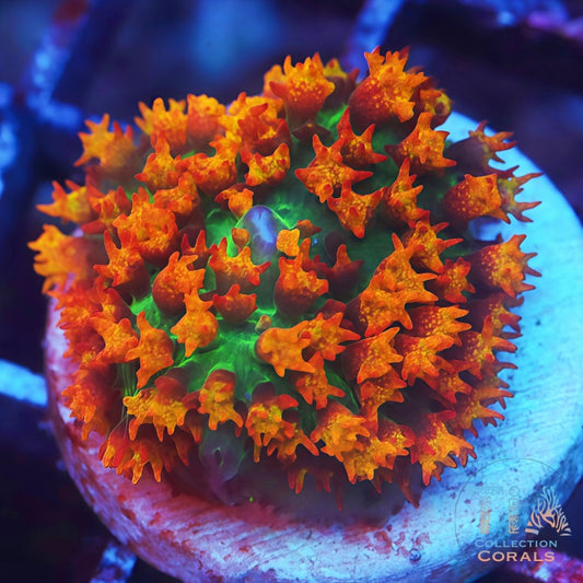 TIA Solar Inferno St. Thomas Mushroom