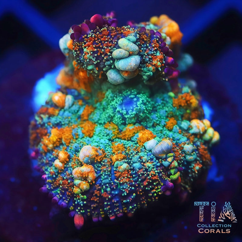 TIA Passionfruit Bounce Mushroom