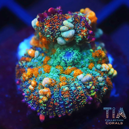 TIA Passionfruit Bounce Mushroom