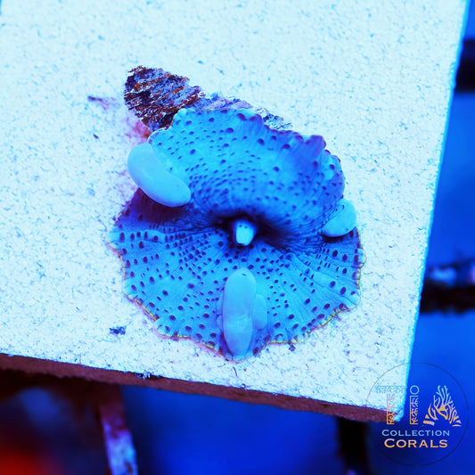 Blue Ball Discosoma Bounce Mushroom