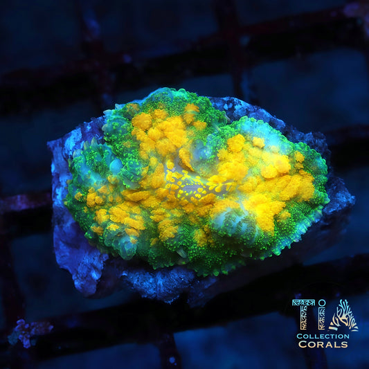 TIA Dawnfire Mushroom 2