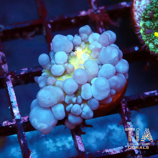 Marshmallow Bounce Mushroom