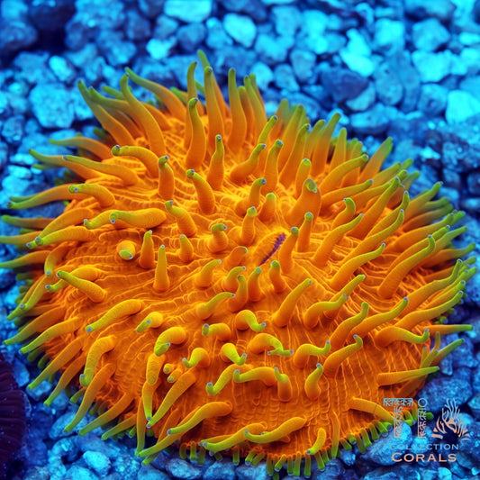 Extreme Sunburst Fungia Plate