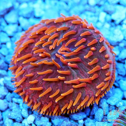 TIA Red Devil Diaseris Plate