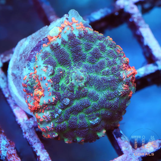 Blue Splash Rainbow Rhodactis Mushroom