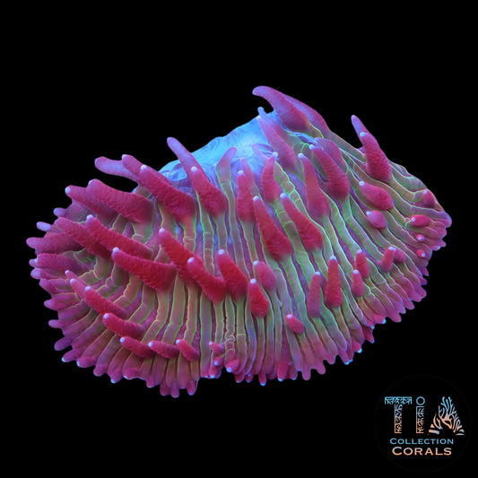 TIA Strawberry Rainbow Diaseris Plate