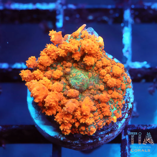 TIA Orange Creamsicle Bounce