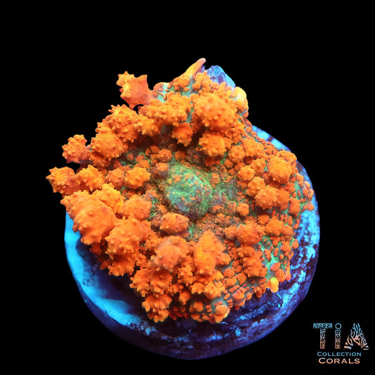 TIA Orange Creamsicle Bounce