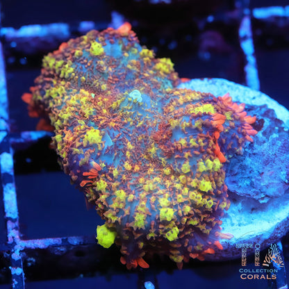 TIA Cosmic Garden Bounce Mushroom (rare)