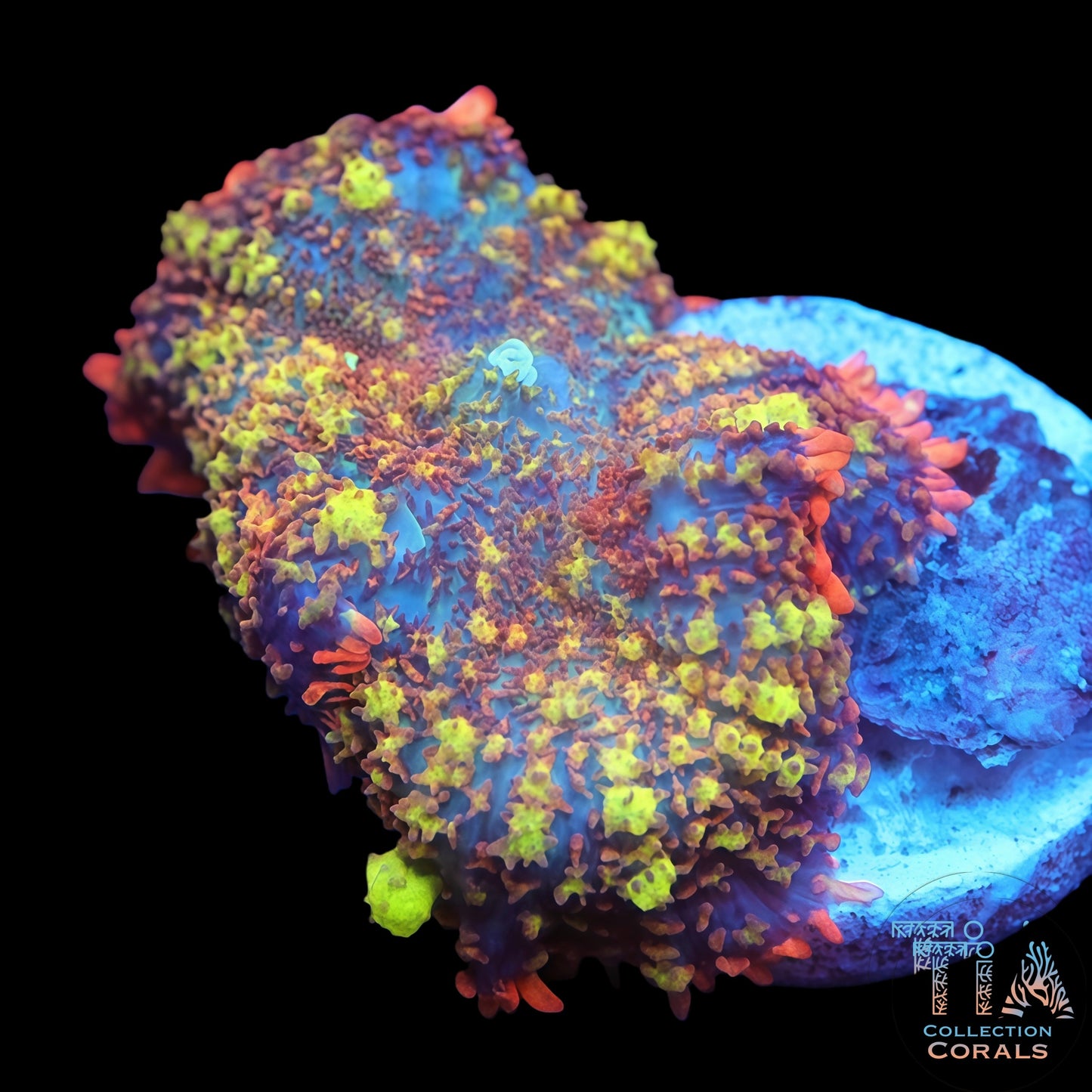 TIA Cosmic Garden Bounce Mushroom (rare)