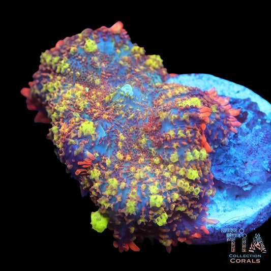 TIA Cosmic Garden Bounce Mushroom (rare)