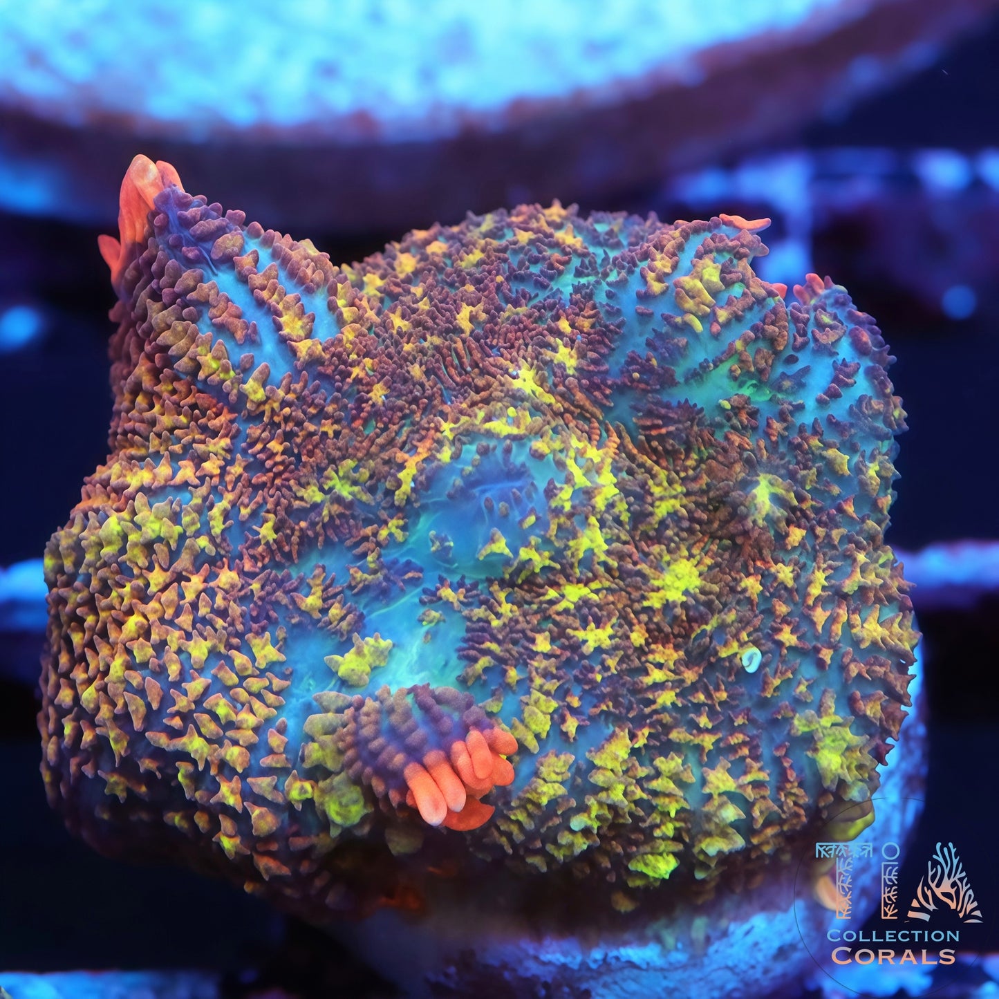 TIA Chromatic Dream Rhodactis  Mushroom