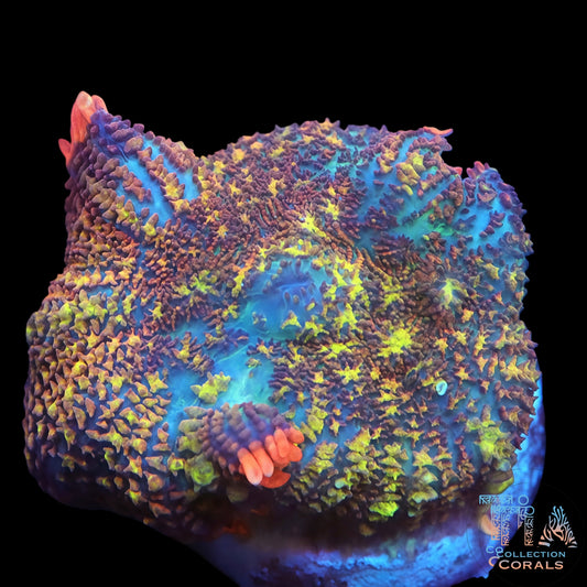 TIA Chromatic Dream Rhodactis  Mushroom