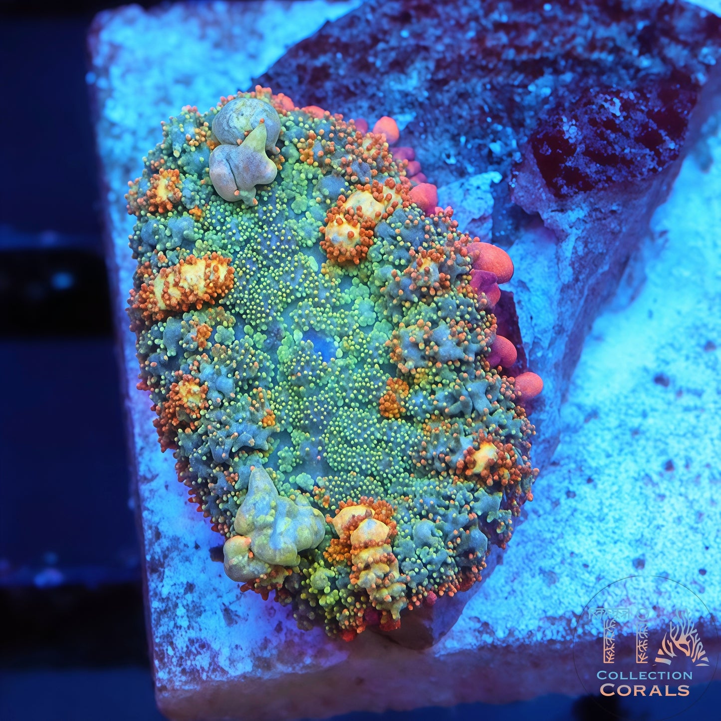 OT7 Rainbow Bounce Mushroom