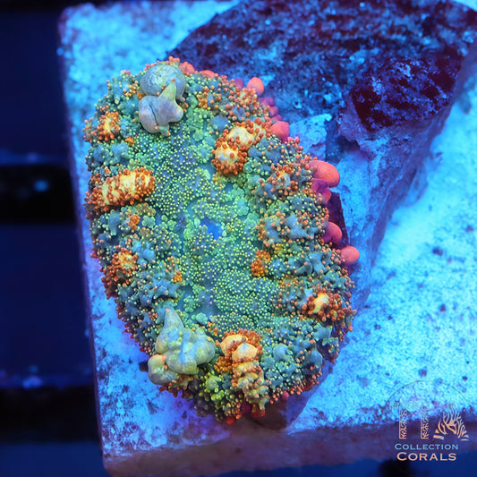 OT7 Rainbow Bounce Mushroom