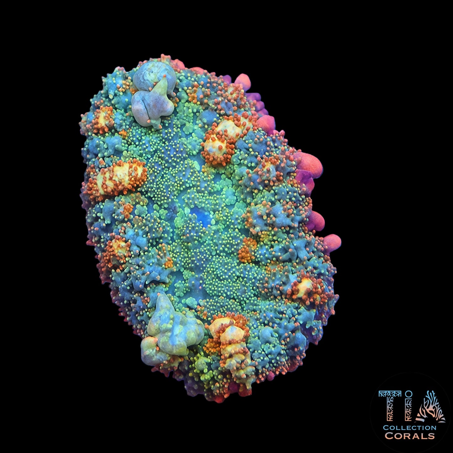 OT7 Rainbow Bounce Mushroom