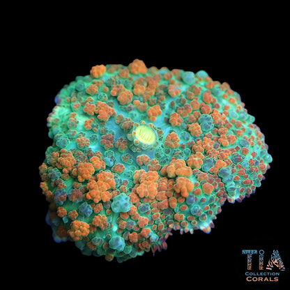 TIA Mango Puff Bounce Mushroom