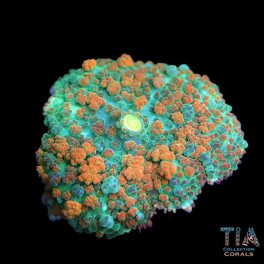 TIA Mango Puff Bounce Mushroom