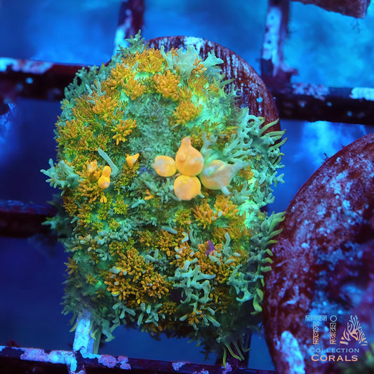 TIA Citrus Garden Bounce Mushroom