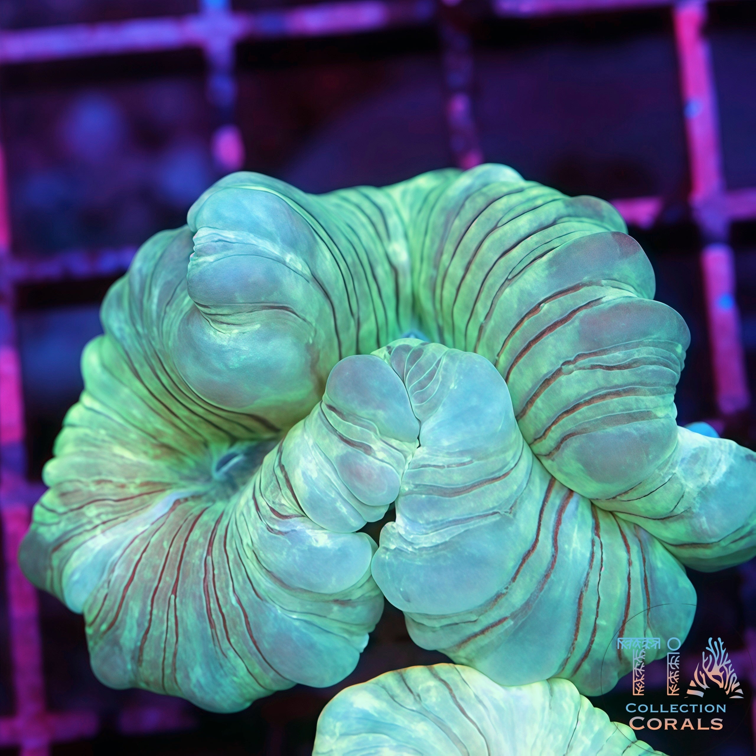 Fluffy Fox Coral LPS Coral | Tia Coral – TIA Corals
