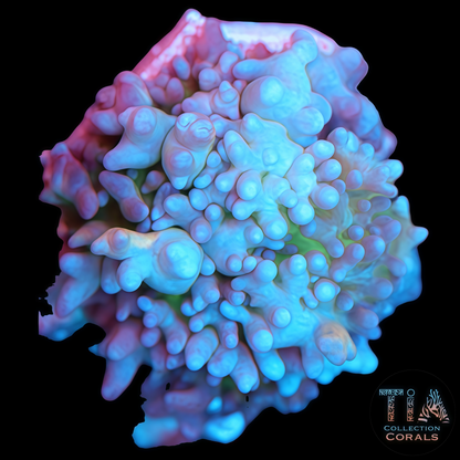 TIA Frost Nova Bounce Mushroom