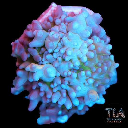 TIA Frost Nova Bounce Mushroom