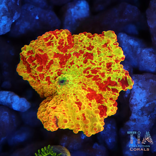 OG Tie Dye Jawbreaker