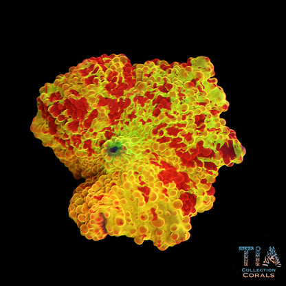 OG Tie Dye Jawbreaker