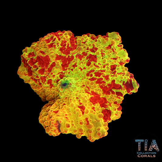 OG Tie Dye Jawbreaker