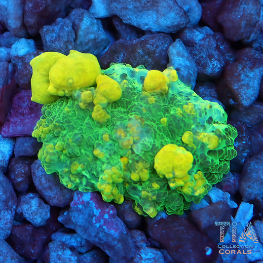 TIA Sponge Bob Bounce Mushroom