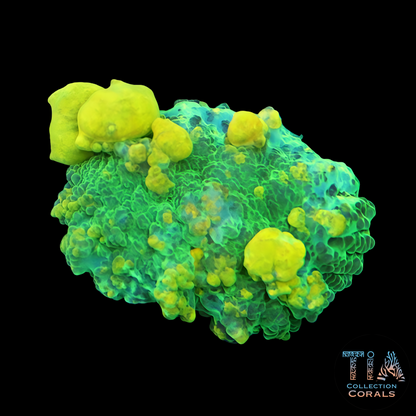 TIA Sponge Bob Bounce Mushroom