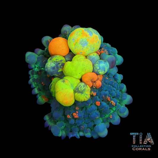 OG Bounce Mushroom (Rainbow bubbles Lineage) nice size