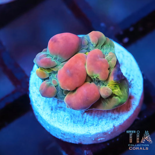 WWC Cosmic Candy Bounce Chalice